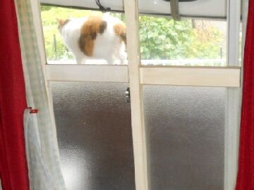 7月14日（46）仮