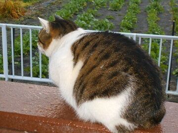 12月29日（20）仮