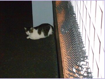 10月20日（45）仮