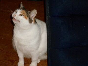 10月12日（13）仮