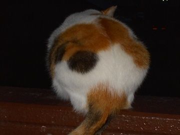 7月4日(48)