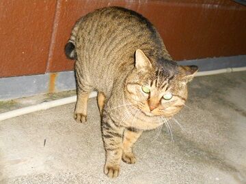 12月13日（39）仮