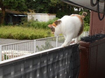 7月31日（59）仮