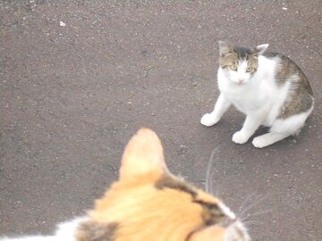 6月27日（11）仮