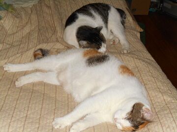 10月6日（36）仮