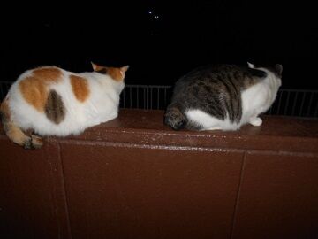 9月26日（22-2）仮