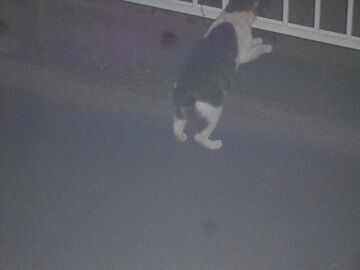 5月27日（14）仮