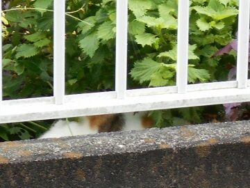 8月19日（16）仮