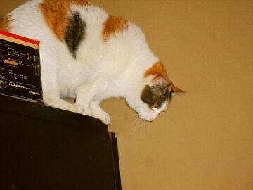 3月19日（32）仮