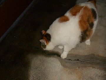 9月3日（18-12）仮