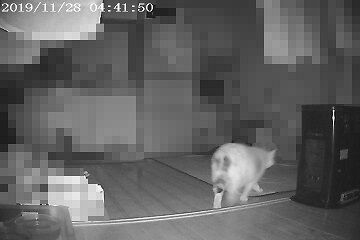 11月28日（34）仮