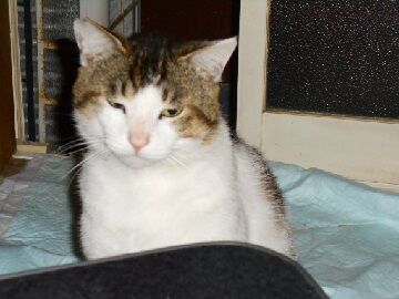 5月20日（10）仮