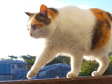 5月15日（25）仮