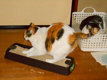 12月13日（18）仮