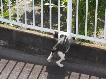 7月10日（14）仮