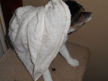 7月14日（34）仮