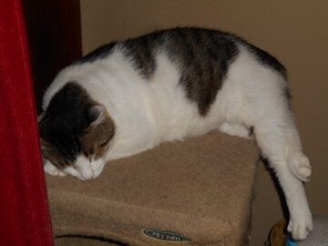 7月26日（19）仮