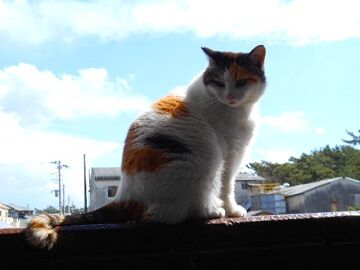 3月16日（33）仮