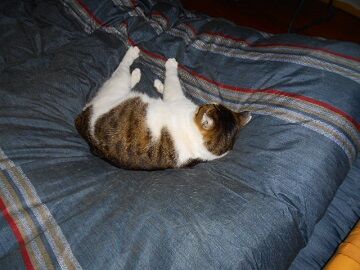 2月14日（16）仮