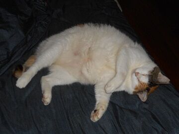 9月22日（8-1）仮