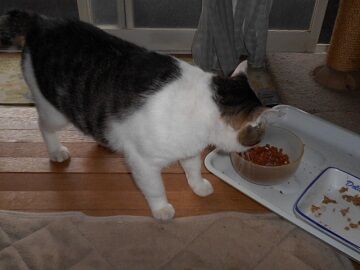 8月24日（52）仮