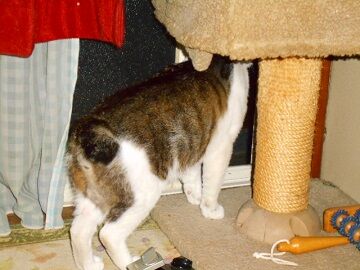 6月14日（65）仮