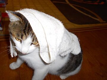 11月22日（4）仮