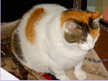 6月22日（18）仮