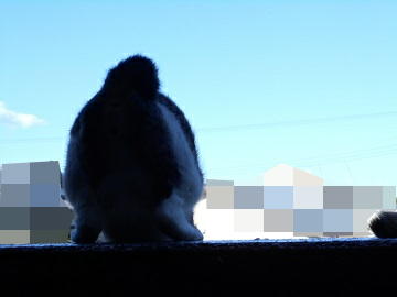 6月16日（26）仮