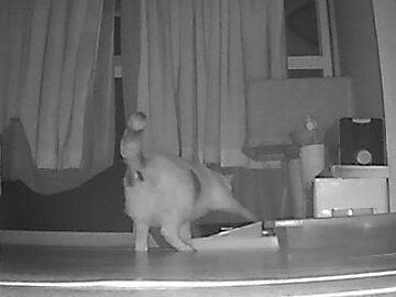 11月4日（59）使用