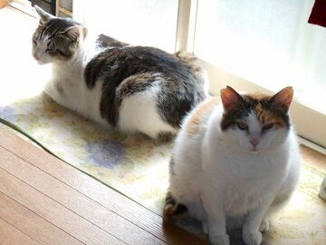 6月23日（17）仮