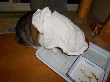 4月12日（44）仮