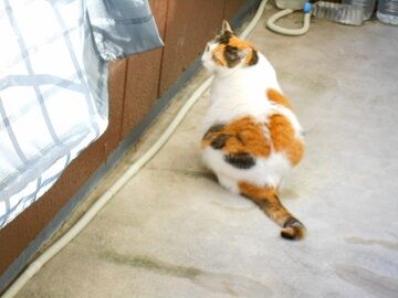 11月6日（17）仮