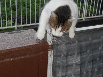 7月31日（79）仮