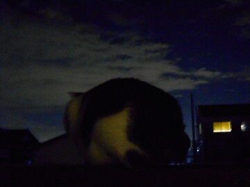 12月2日（53）仮