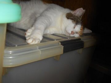 9月13日（23-4）仮