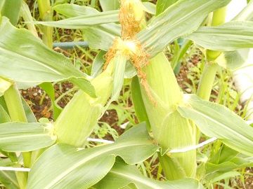 DSCN4635