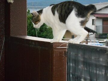 7月26日（92）仮