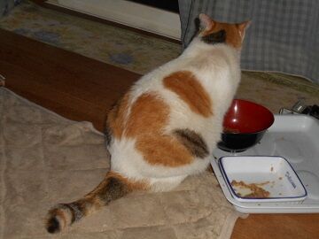 8月10日（24）仮