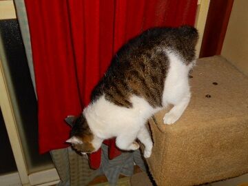 2月16日（49）仮