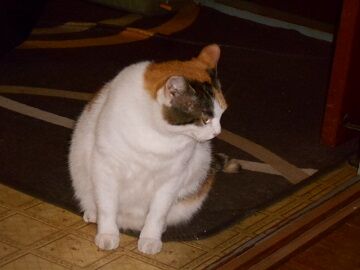 10月7日（20-3）仮