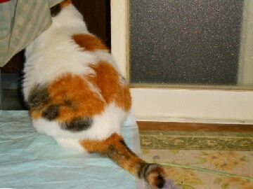 10月20日（44）仮