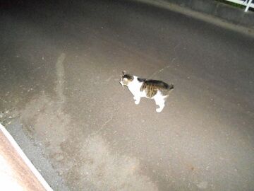 6月20日（62）仮