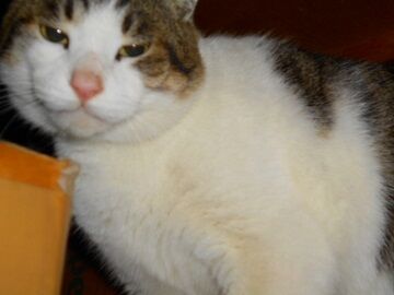 1月29日（38）仮