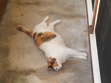 8月13日（11）仮