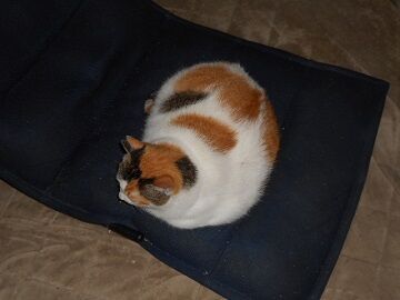 9月24日（5-12）仮