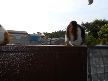 5月26日（29）仮