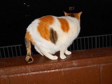 12月24日（27）仮