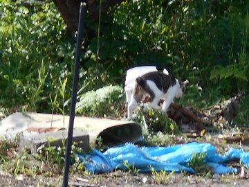 7月10日（26）仮