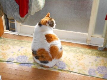 3月17日（17）仮